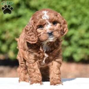 Jess, Cavapoo Puppy